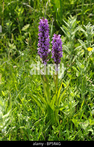 Southern marsh orchid (Dactylorhiza praetermissa) flower spike on grassy land behind Chesil Beach Stock Photo