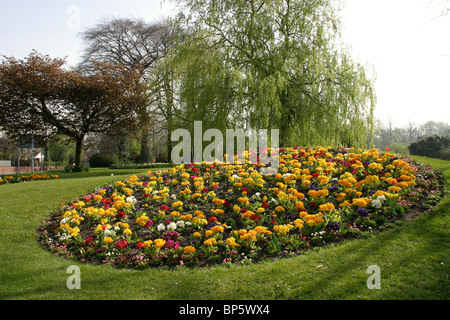 England, Cheshire, Stockport, Hazel Grove, Torkington Park, springtime floral display