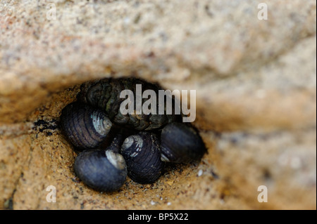 Shells on Shelly Beach, New Zealand Stock Photo