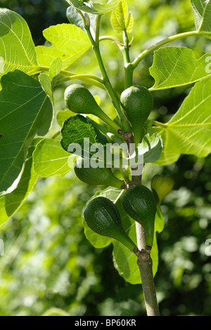 Immature fig fruit variety Brown Turkey on a garden tree Stock Photo