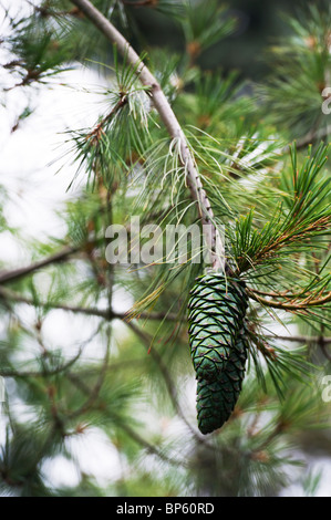 Pinus Armandii. Chinese White Pine cones. Selective focus Stock Photo