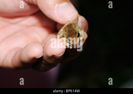 A naturalist holding a treefrog of the genus Eleutherodactylus in tropical rainforest, La Selva, Costa Rica. Stock Photo