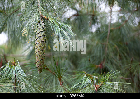 Pinus x holfordiana. Holford Pine cone Stock Photo