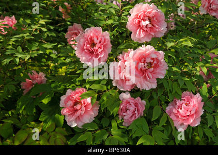 Japanese Tree Peony (Paeonia suffruticosa Jeanne d'Arc), flowering bush. Stock Photo