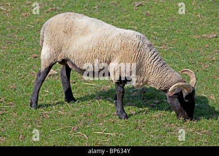 Norfolk horn black faced sheep grazing Cotswold Farm Park UK Stock Photo
