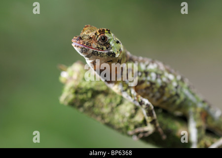 Pug-nosed anole, Norops capito, on a moss covered branch, rainforest, Chilamate, Costa Rica Stock Photo