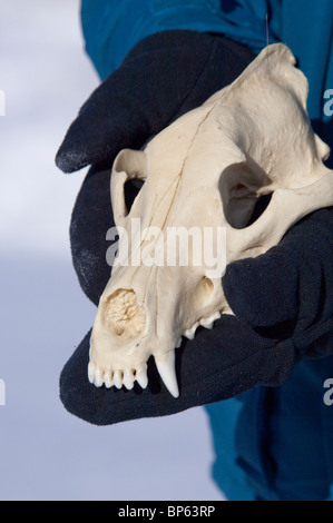 USA, Wyoming, Jackson Hole. National Elk Refuge in winter. Gray wolf skull (Canis lupus) held in black winter gloves. MR Stock Photo