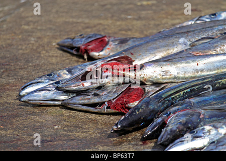 Freshly caught Snoek ( Thyrsites atun) lying on the pier at Hout Bay harbour near Cape Town, South Africa. Stock Photo