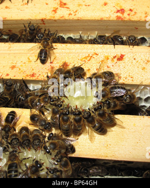 Honey bees (Apis mellifera) eating honey on top of frames in a bee hive Stock Photo