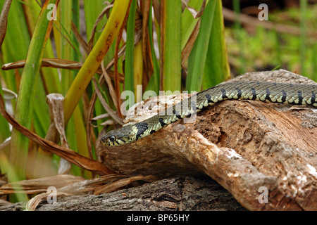 Grass snake / ringed snake / water snake (Natrix natrix) swimming in ...