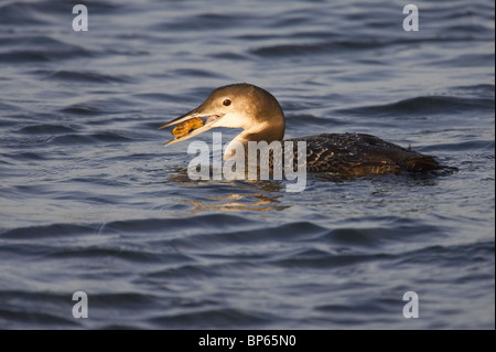 Common Loon in  Winter Plumage Eating a Crab Stock Photo