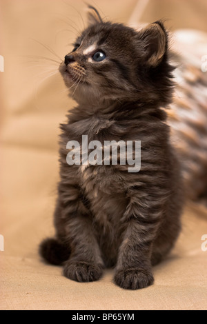 Cute kitten with long gray hair and stripes sitting looking up. Stock Photo