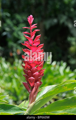 Red ginger, Alpinia purpurata, flower, Costa Rica. Stock Photo
