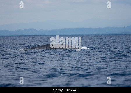 Blue Whale, Pygmy Blue Whale, Balaenoptera musculus brevicauda, Blauwal, Sri Lanka, Dondra Head, back with dorsal fin Stock Photo
