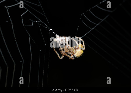 Tropical spider with prey that has been immobilized and wrapped in silk Stock Photo