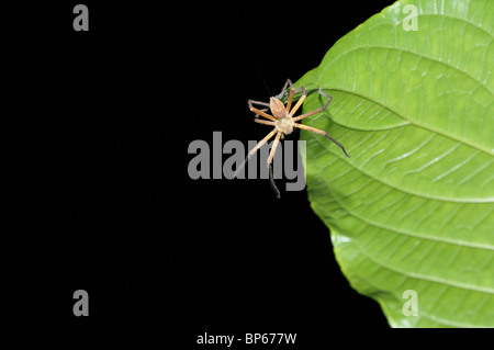 Tropical spider lowering itself from trees above via a silk dragline, rainforest, Chilamate, Costa Rica Stock Photo