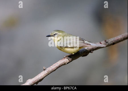 Female Black-throated Blue Warbler Perched on a Branch Stock Photo