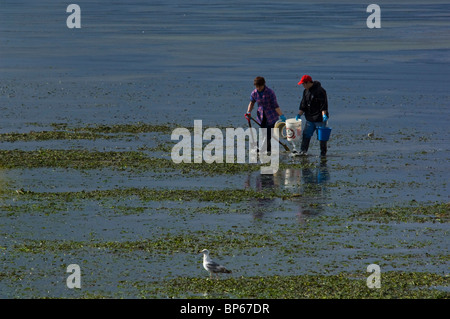 People clam digging in the tidal mud flats of Humboldt Bay, near Eureka, California Stock Photo