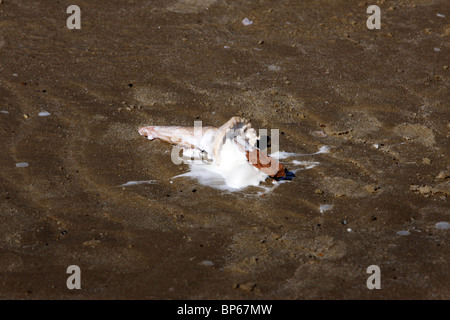 An ice cream dropped on the beach Stock Photo