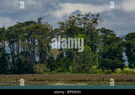 Heron Rookery bird nests in trees on Indian Island in Humboldt Bay, near Eureka, California Stock Photo