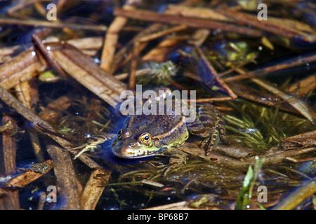 Marsh Frog (Pelophylax ridibundus) - introduced to UK Stock Photo
