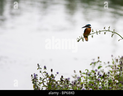 Common Kingfisher perched and fishing from a small branch