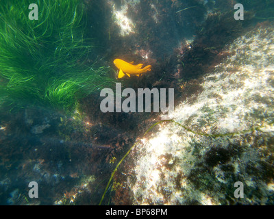 California seagrass and a orange Garibaldi fish at La Jolla Reef. Stock Photo