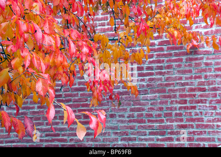 Fall color next to brick building. Jacksonville, Oregon Stock Photo