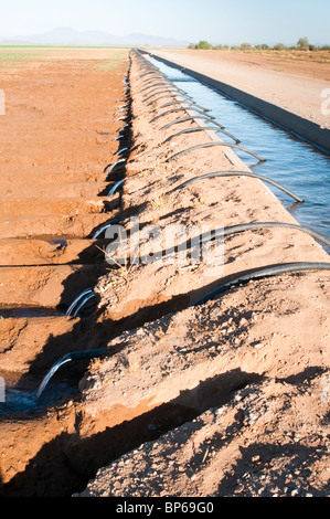 Siphon tubes are used for surface flood irrigation of a field in Arizona. Stock Photo