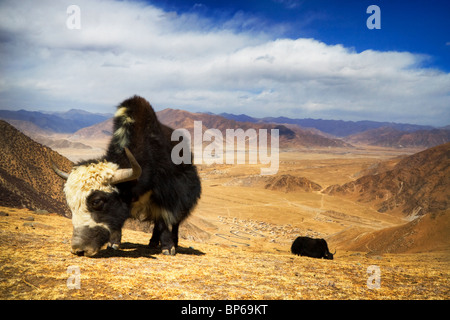 A yak grazes in front of the view from the Ganden monastery, atop of Wangbur Mountain, Tagtse County, Tibet. Stock Photo