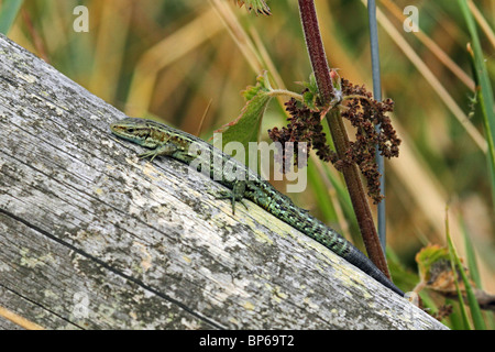 Common Lizard (Zootoca vivipara, formerly Lacerta vivipara) - Norfolk, England, UK. Aka Viviparous Lizard Stock Photo