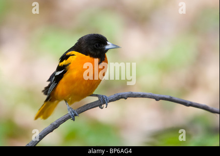 Adult Male Baltimore Oriole Perched on a Branch Stock Photo