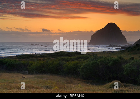 Deer in field at sunset near the ocean at Cape Mendocino, on the Lost Coast, California Stock Photo