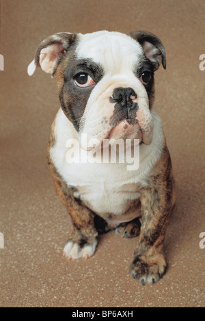 English bulldog puppy  sitting on brown mottled backdrop looking at camera Stock Photo