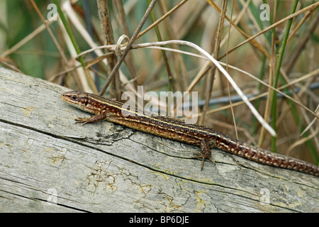 Common Lizard (Zootoca vivipara, formerly Lacerta vivipara) - Norfolk, England, UK. Aka Viviparous Lizard Stock Photo