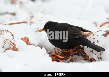 Male Common Blackbird, Turdus merula, foraging in deep snow Stock Photo