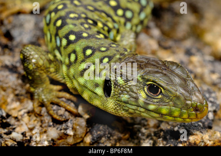 ocellated lizard, ocellated green lizard, eyed lizard, jewelled lizard (Timon lepidus, Lacerta lepida), portrait of a juvenile Stock Photo