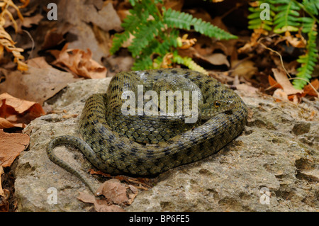 dice snake (Natrix tessellata), rolled up, reptile of the year 2009, Greece, Creta, Kournas See Stock Photo