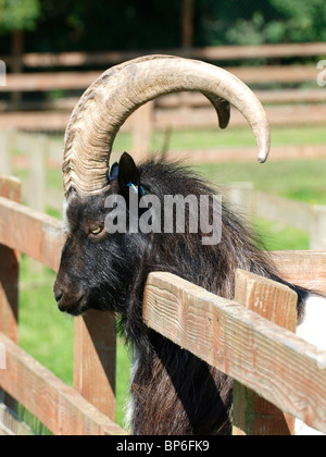 Large male goat at a petting zoo, UK Stock Photo