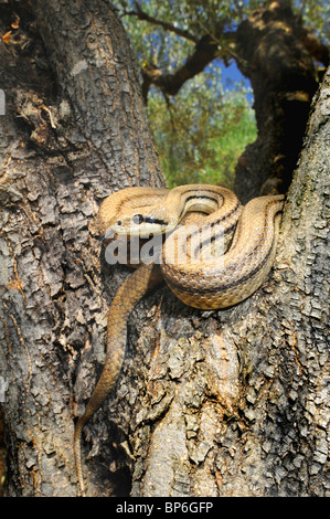 four-lined snake, yellow rat snake (Elaphe quatuorlineata), sonning in the crotch of an olive tree, Greece, Peloponnes, Messini Stock Photo