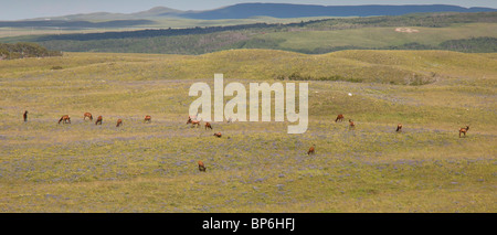 Herd of Elk, or wapiti, Cervus canadensis (formerly Cervus elaphus) in flowery prairie grassland, Waterton Lakes National Park Stock Photo