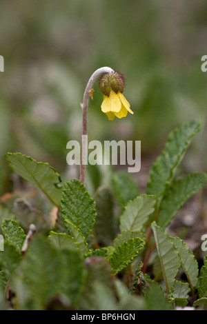 Yellow Mountain-Avens, Dryas drummondii in flower, Rockies, Canada Stock Photo