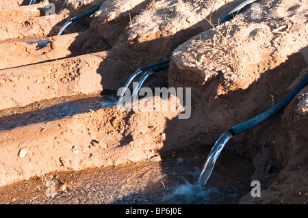 Siphon tubes are used for surface flood irrigation of a field in Arizona. Stock Photo