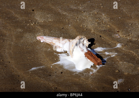 An ice cream dropped on the beach Stock Photo