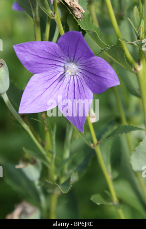 balloon flower platycodon grandiflorus astra double blue Stock Photo