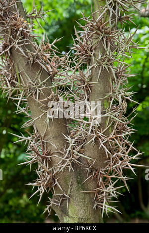 Chinese honey locust tree (Gleditsia sinensis) Stock Photo