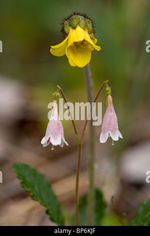 Yellow Mountain-Avens, Dryas drummondii in flower, with twinflower; Rockies, Canada Stock Photo