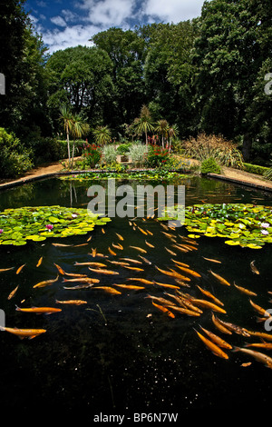 Koi Carp at The  Sub Tropical Gardens- Abbotsbury Dorset, England. Stock Photo