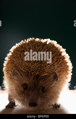 A taxidermic hedgehog Stock Photo