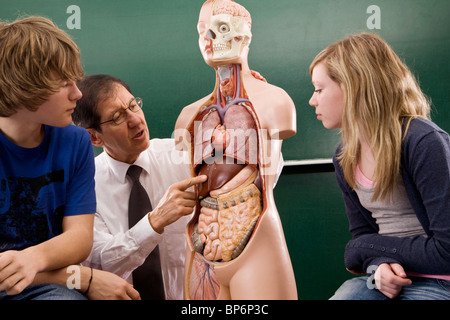 A biology teacher teaching students anatomy Stock Photo